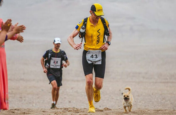 Бездомная собака пробежала за спортсменом 40 км во время марафона и обрела нового хозяина