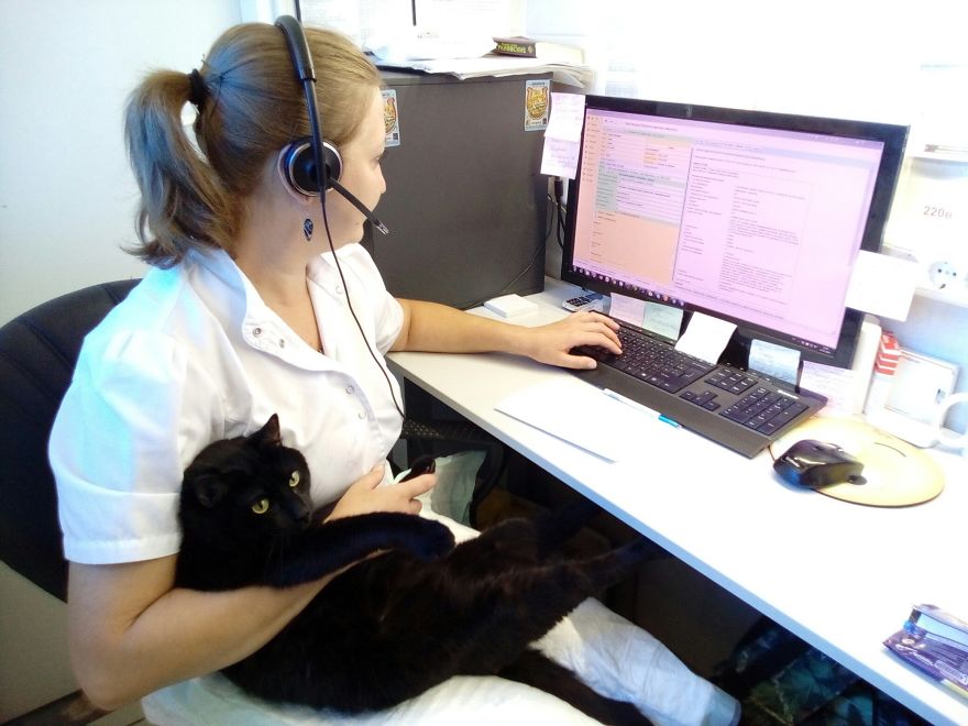 Фотография: Кот, который не может ходить, живет в ветеринарной клинике в Перми и утешает больных животных №3 - BigPicture.ru