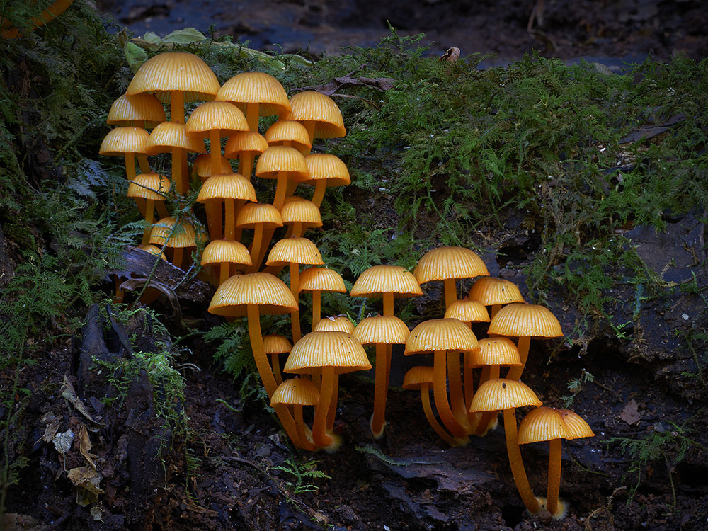 Фотография: Самые необычные и странные грибы в мире от австралийского фотографа №11 - BigPicture.ru