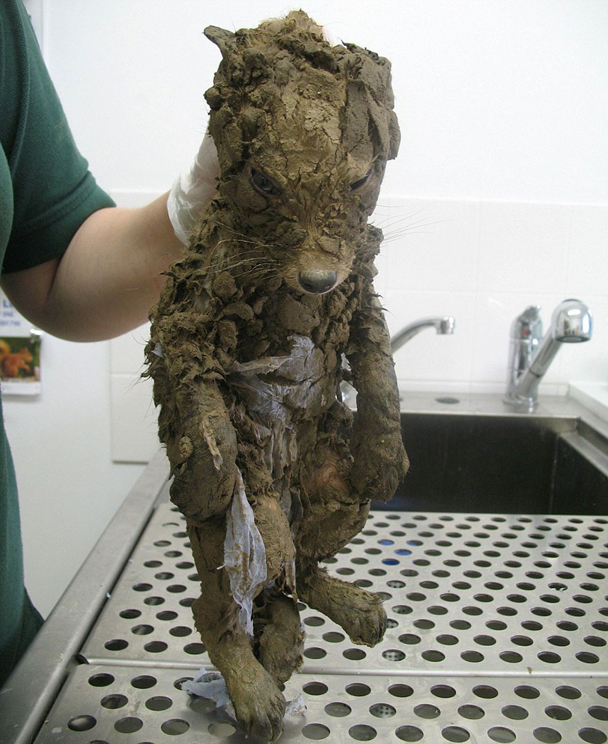 Фотография: Даже ветеринары не смогли понять, кто это, пока не отмыли №2 - BigPicture.ru