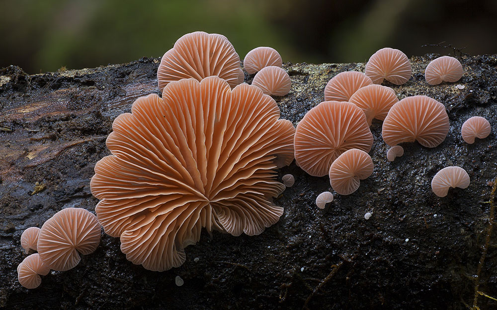 Фотография: Самые необычные и странные грибы в мире от австралийского фотографа №2 - BigPicture.ru