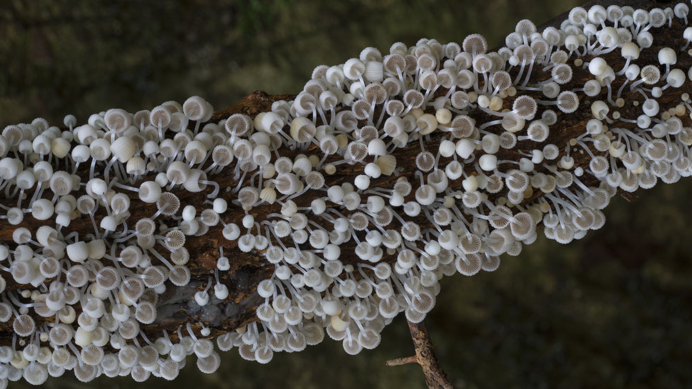 Фотография: Самые необычные и странные грибы в мире от австралийского фотографа №12 - BigPicture.ru