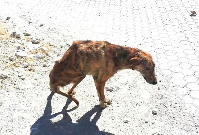 Фотография: Женщина нашла собаку со сломанной спиной во время отпуска и забрала ее домой №1 - BigPicture.ru