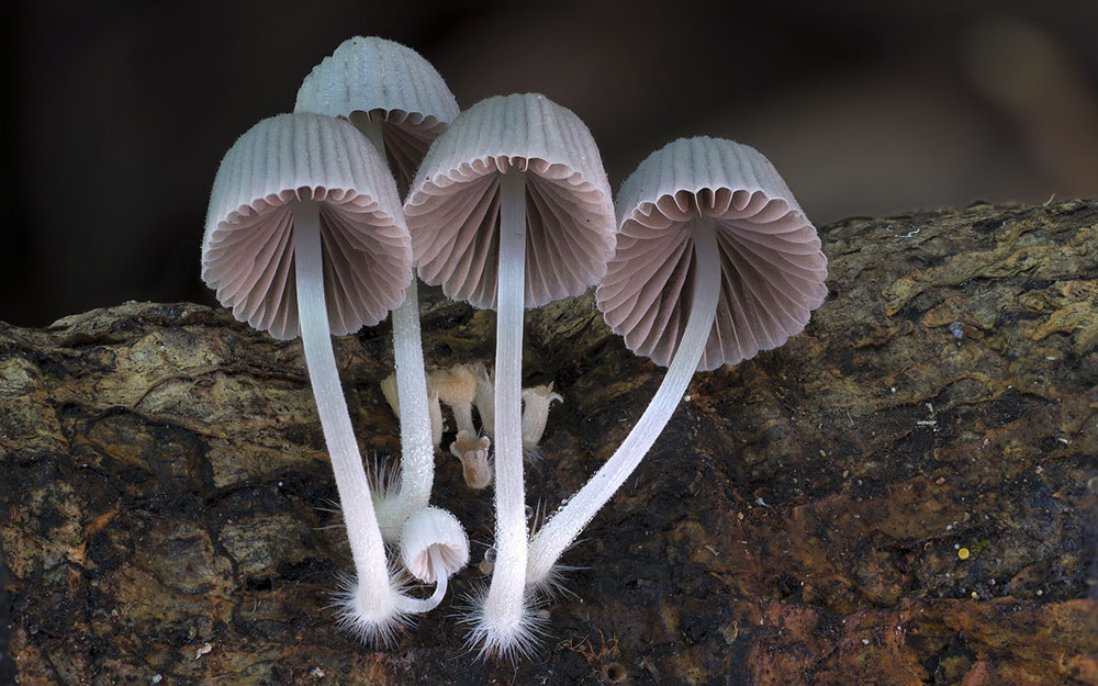 Фотография: Самые необычные и странные грибы в мире от австралийского фотографа №13 - BigPicture.ru
