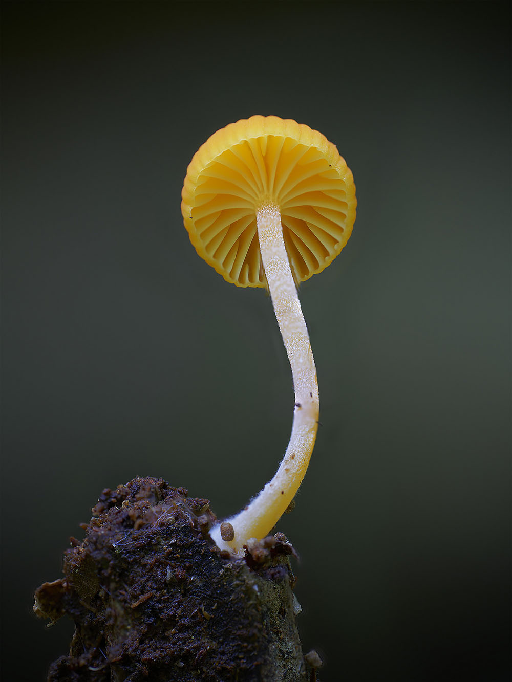 Фотография: Самые необычные и странные грибы в мире от австралийского фотографа №14 - BigPicture.ru