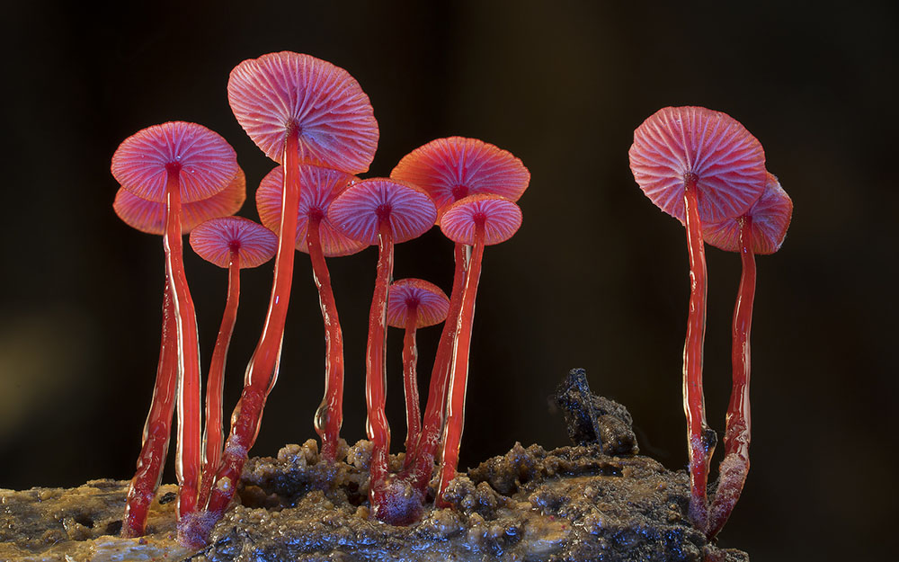 Фотография: Самые необычные и странные грибы в мире от австралийского фотографа №1 - BigPicture.ru