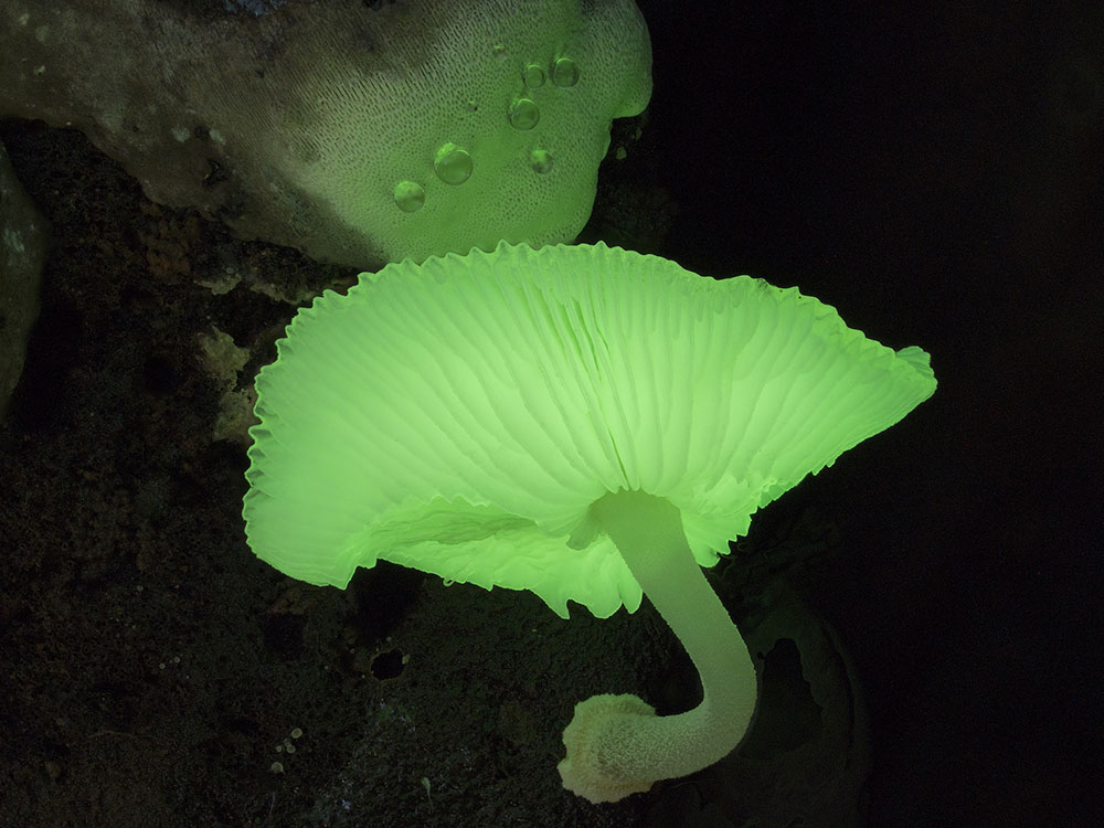 Фотография: Самые необычные и странные грибы в мире от австралийского фотографа №16 - BigPicture.ru