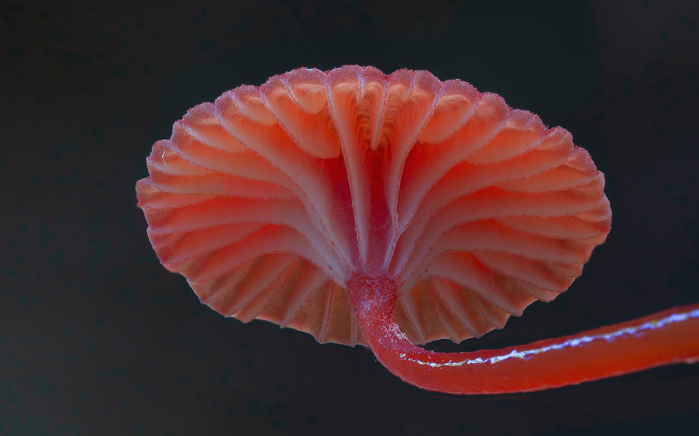 Фотография: Самые необычные и странные грибы в мире от австралийского фотографа №17 - BigPicture.ru