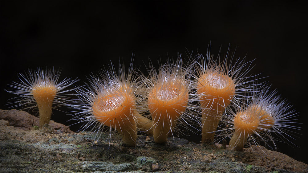 Фотография: Самые необычные и странные грибы в мире от австралийского фотографа №18 - BigPicture.ru