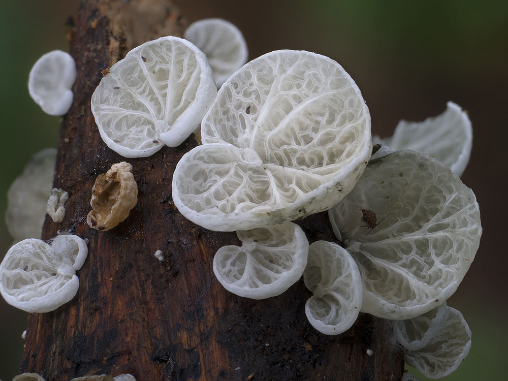 Фотография: Самые необычные и странные грибы в мире от австралийского фотографа №19 - BigPicture.ru