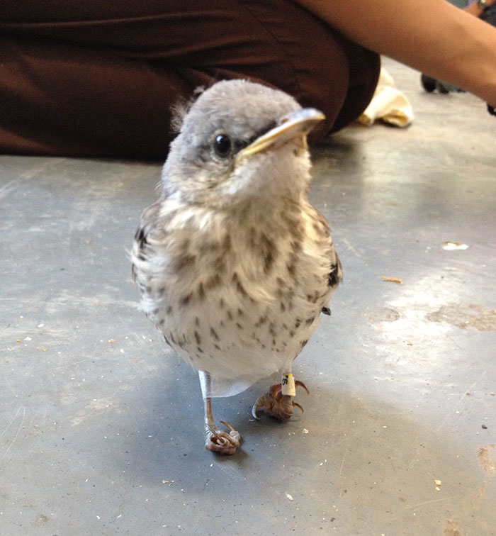 Фотография: Раненой маленькой птице вылечили ноги с помощью 