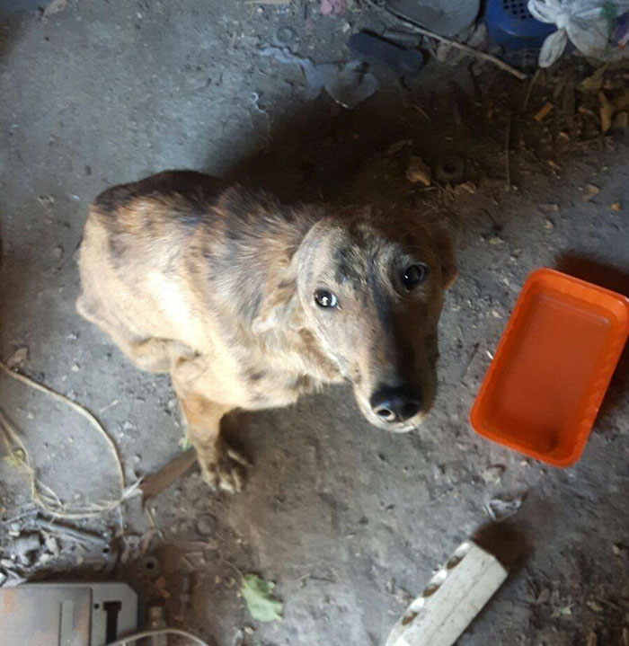 Фотография: Женщина нашла собаку со сломанной спиной во время отпуска и забрала ее домой №2 - BigPicture.ru