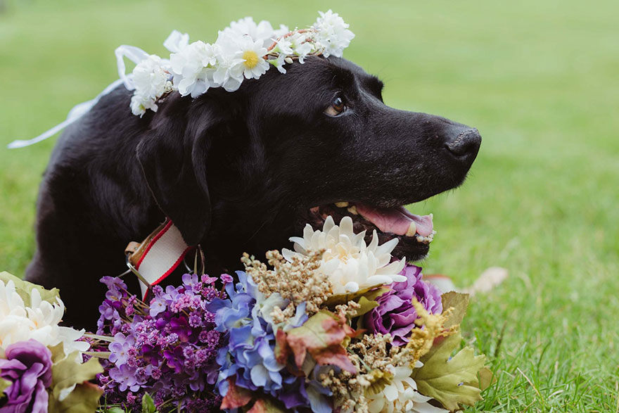 Фотография: Умирающий пес дожил до свадьбы любимой хозяйки №3 - BigPicture.ru