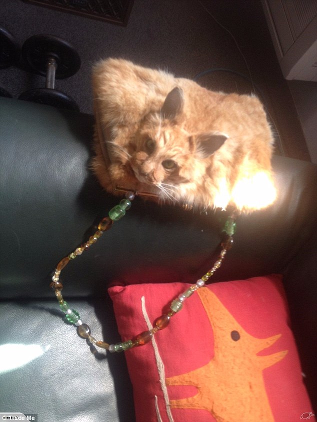 Фотография: Таксидермистка из Новой Зеландии спровоцировала скандал, выставив на аукцион сумочку из кошки №3 - BigPicture.ru