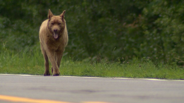 Фотография: Каждый день эта старая собака проходит 6 километров, чтобы поздороваться с людьми №3 - BigPicture.ru