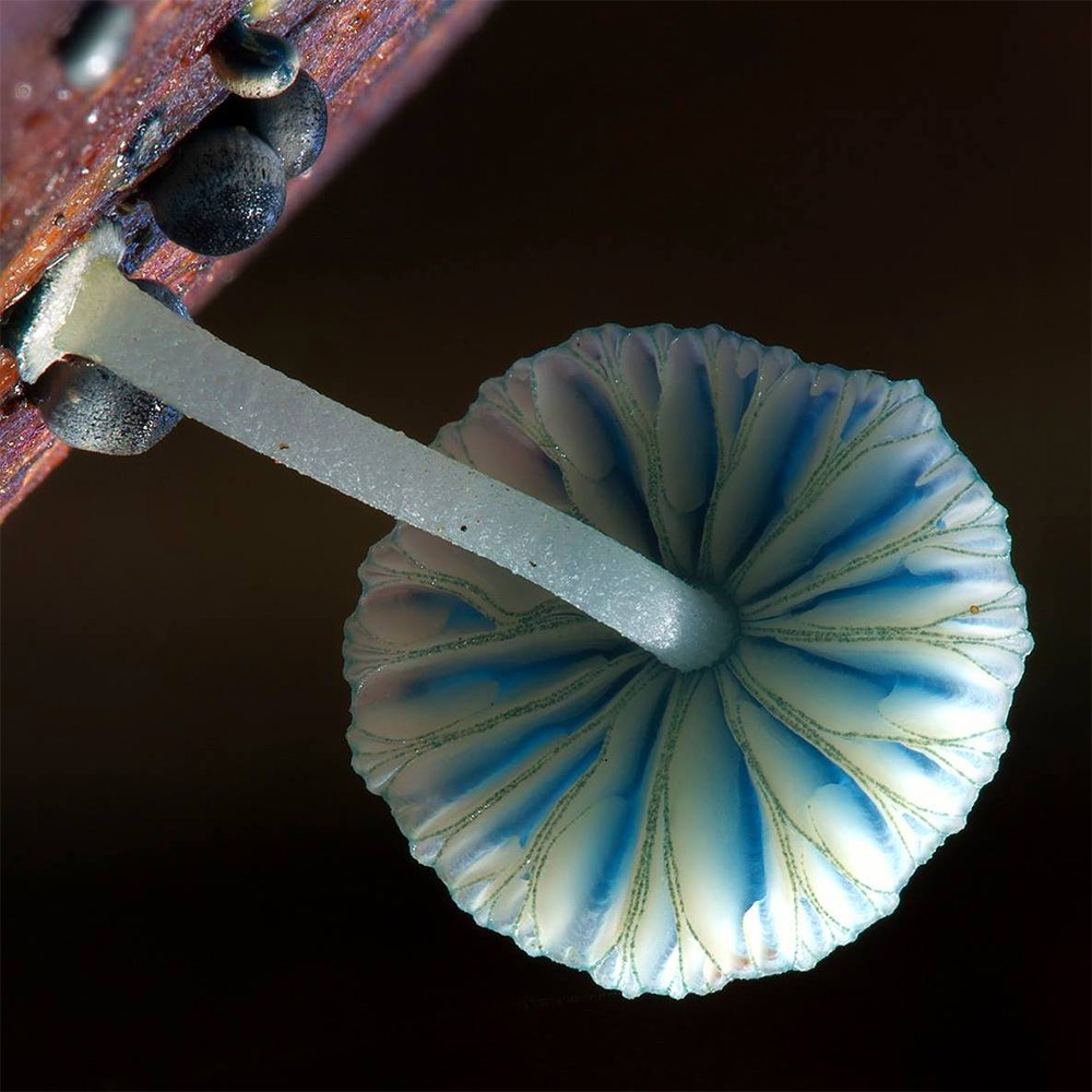 Фотография: Самые необычные и странные грибы в мире от австралийского фотографа №3 - BigPicture.ru