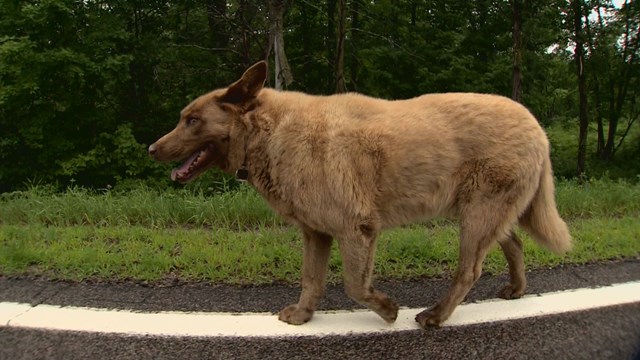 Фотография: Каждый день эта старая собака проходит 6 километров, чтобы поздороваться с людьми №4 - BigPicture.ru