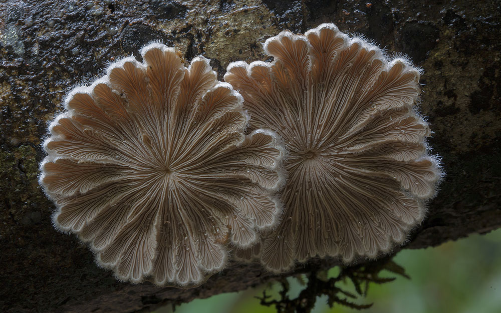 Фотография: Самые необычные и странные грибы в мире от австралийского фотографа №4 - BigPicture.ru