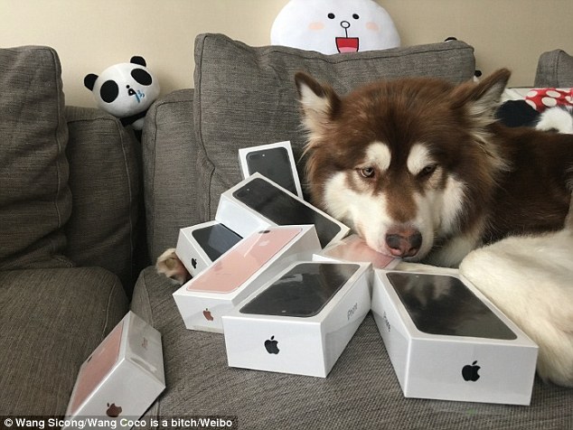 Сын богатейшего китайца купил своей собаке восемь iPhone 7