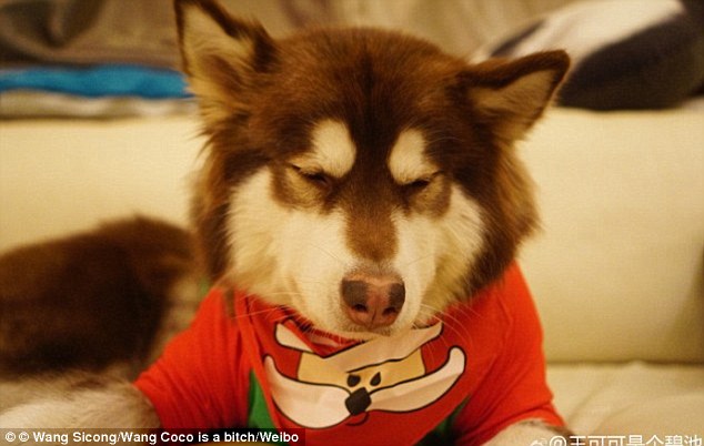 Фотография: Сын богатейшего китайца купил своей собаке восемь iPhone 7: спрашивается, на кой ляд? №7 - BigPicture.ru