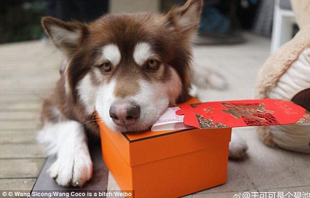 Сын богатейшего китайца купил своей собаке восемь iPhone 7
