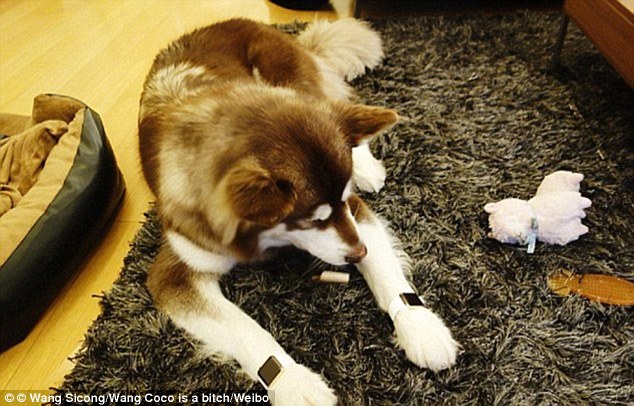 Фотография: Сын богатейшего китайца купил своей собаке восемь iPhone 7: спрашивается, на кой ляд? №5 - BigPicture.ru