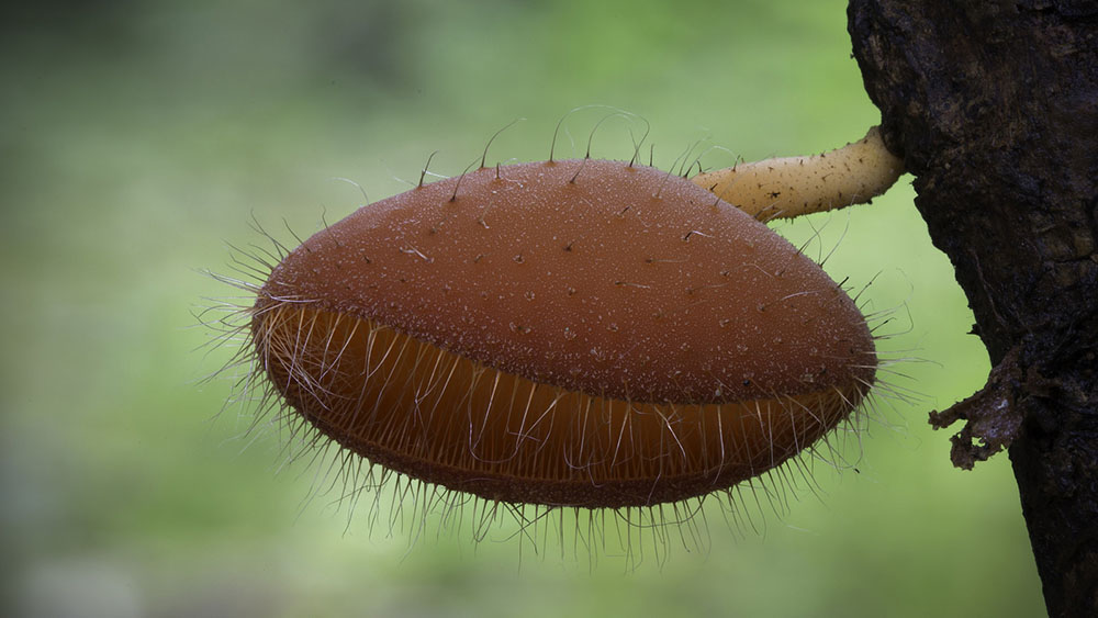 Фотография: Самые необычные и странные грибы в мире от австралийского фотографа №5 - BigPicture.ru