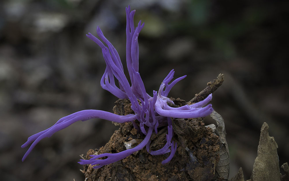 Фотография: Самые необычные и странные грибы в мире от австралийского фотографа №6 - BigPicture.ru