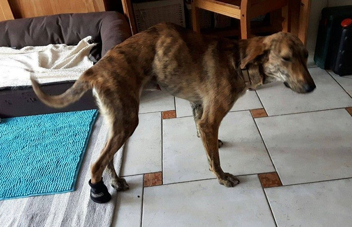 Фотография: Женщина нашла собаку со сломанной спиной во время отпуска и забрала ее домой №5 - BigPicture.ru