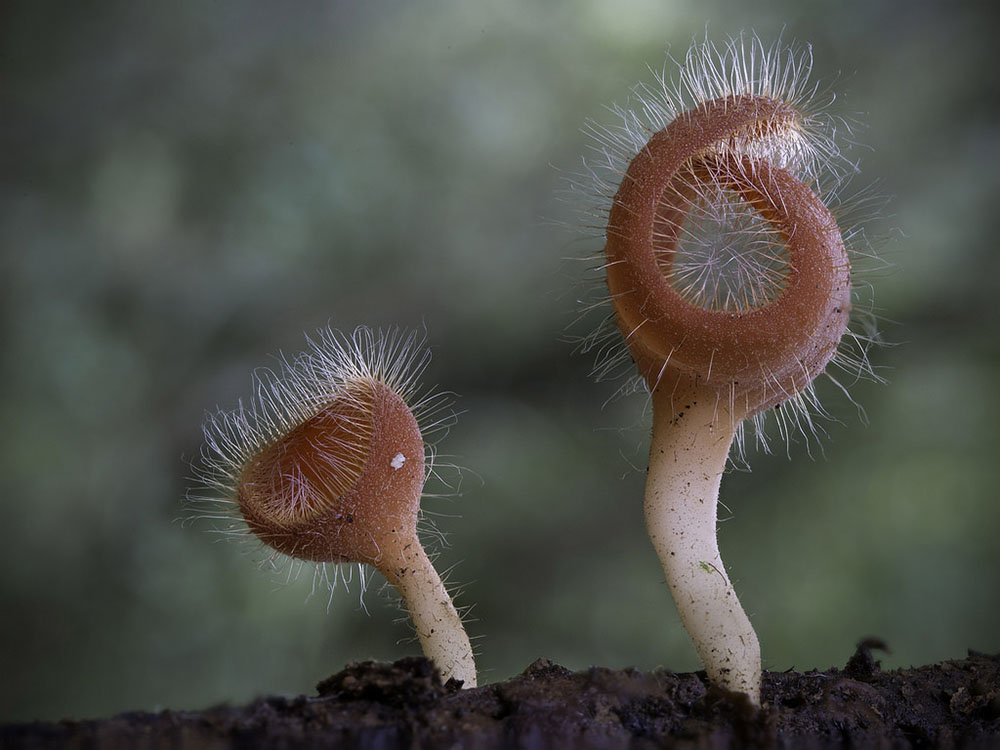 Фотография: Самые необычные и странные грибы в мире от австралийского фотографа №7 - BigPicture.ru
