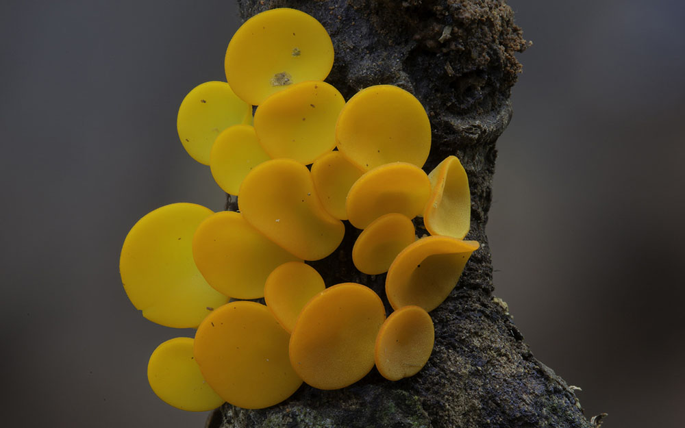 Фотография: Самые необычные и странные грибы в мире от австралийского фотографа №8 - BigPicture.ru