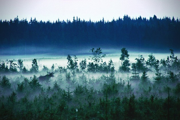 Фотография: Самый дикий отель в лесах Швеции №8 - BigPicture.ru