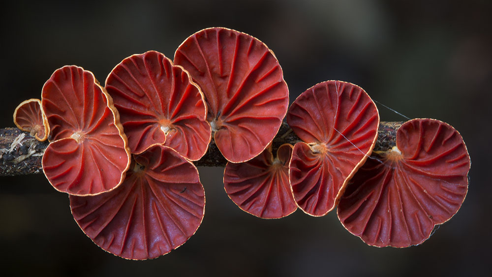 Фотография: Самые необычные и странные грибы в мире от австралийского фотографа №9 - BigPicture.ru