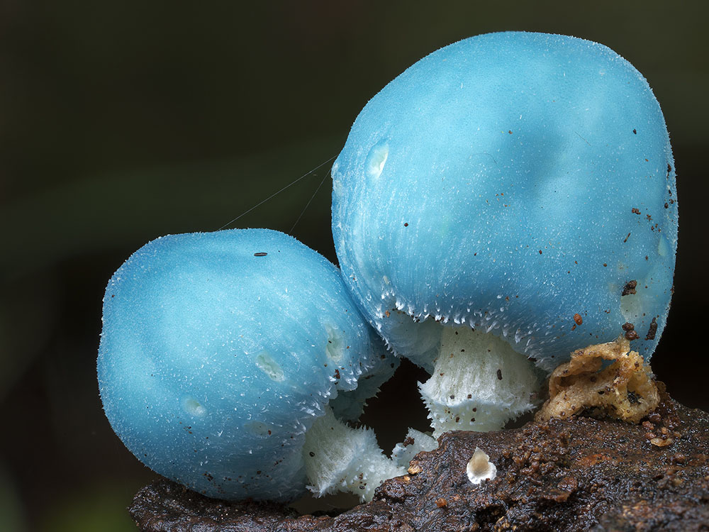 Фотография: Самые необычные и странные грибы в мире от австралийского фотографа №10 - BigPicture.ru