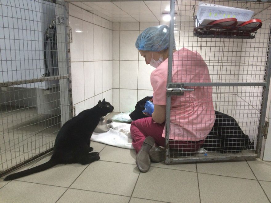 Фотография: Кот, который не может ходить, живет в ветеринарной клинике в Перми и утешает больных животных №2 - BigPicture.ru