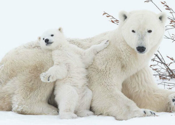 Ложкой снег мешая: милейшие мамы-медведицы учат медвежат уму-разуму