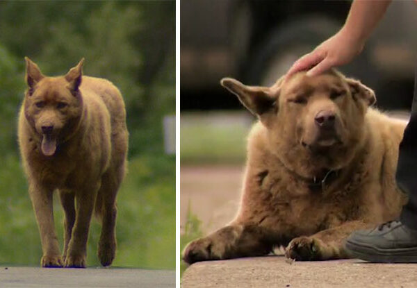 Каждый день эта старая собака проходит 6 километров, чтобы поздороваться с людьми