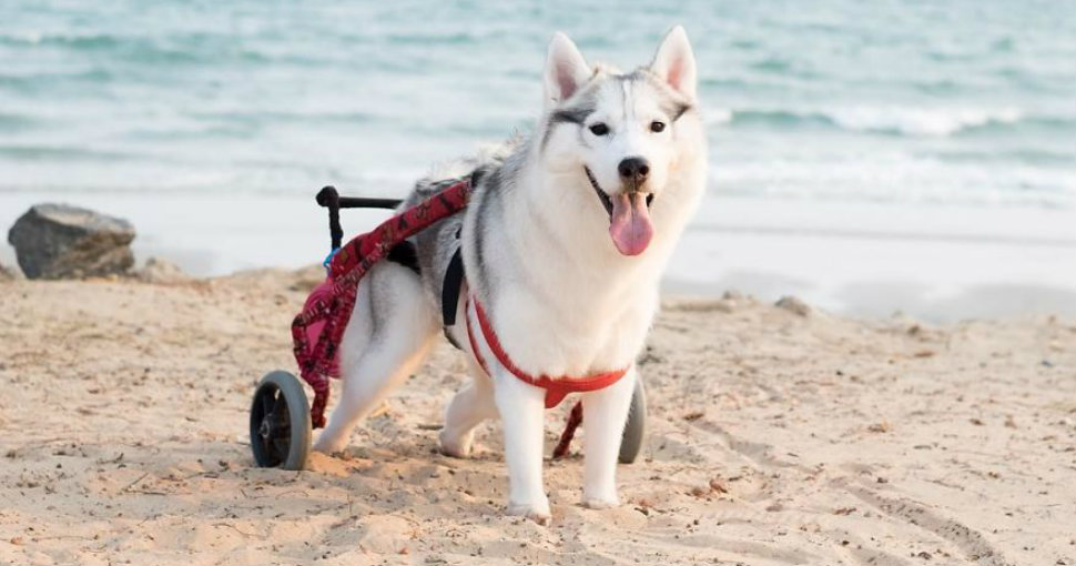 Фотография: Родившаяся без лап хаски стала самой счастливой собакой в инвалидной коляске №1 - BigPicture.ru
