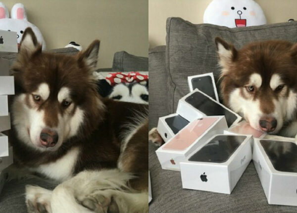 Сын богатейшего китайца купил своей собаке восемь iPhone 7: спрашивается, на кой ляд?