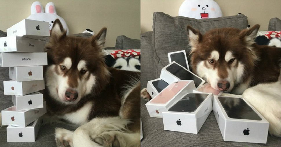 Фотография: Сын богатейшего китайца купил своей собаке восемь iPhone 7: спрашивается, на кой ляд? №1 - BigPicture.ru