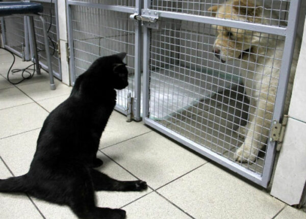 Кот, который не может ходить, живет в ветеринарной клинике в Перми и утешает больных животных