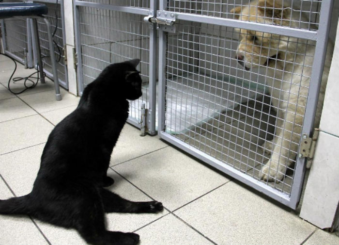 Фотография: Кот, который не может ходить, живет в ветеринарной клинике в Перми и утешает больных животных №1 - BigPicture.ru