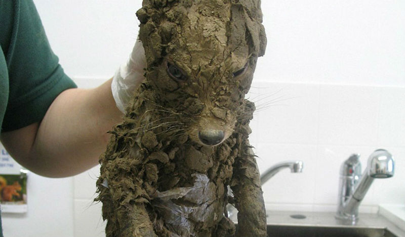 Фотография: Даже ветеринары не смогли понять, кто это, пока не отмыли №1 - BigPicture.ru