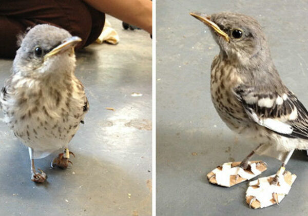 Раненой маленькой птице вылечили ноги с помощью «снегоступов»