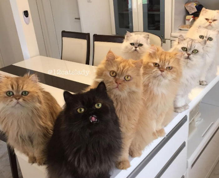 Фотография: В Японии живут 12 персидских котов и одна женщина №1 - BigPicture.ru