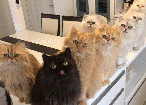 В Японии живут 12 персидских котов и одна женщина