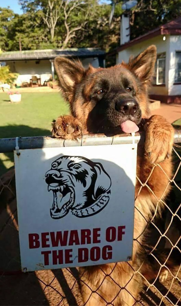 Фотография: Осторожно! В этом посте жутко добрые собаки №14 - BigPicture.ru