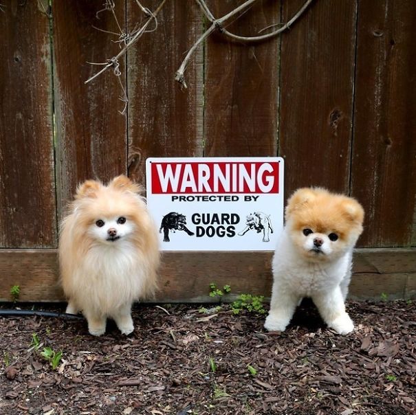 Фотография: Осторожно! В этом посте жутко добрые собаки №4 - BigPicture.ru