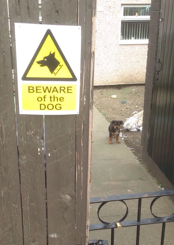 Фотография: Осторожно! В этом посте жутко добрые собаки №15 - BigPicture.ru