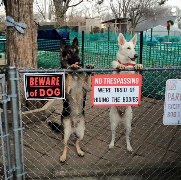 Фотография: Осторожно! В этом посте жутко добрые собаки №3 - BigPicture.ru